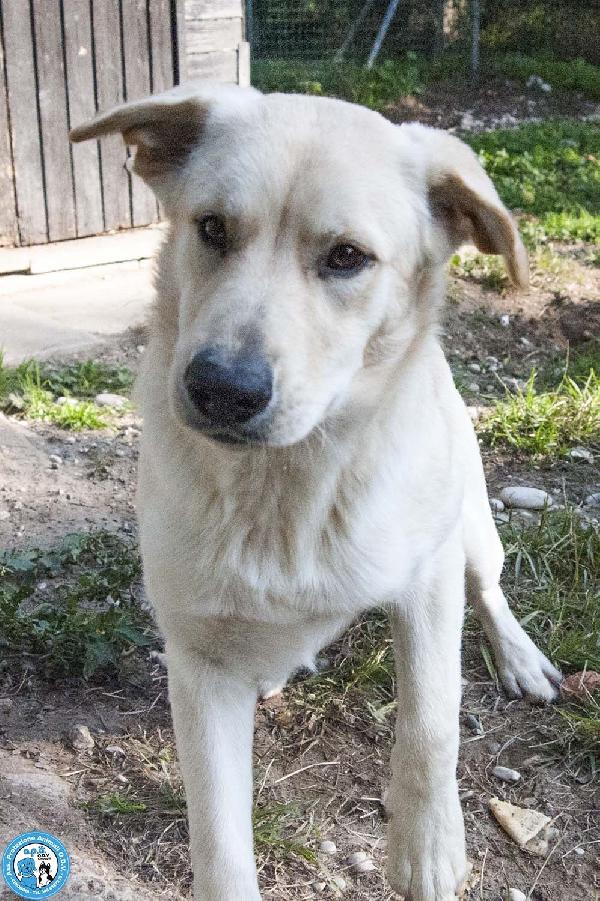 Paride, Il Cagnolino Che Profuma Di Campagna